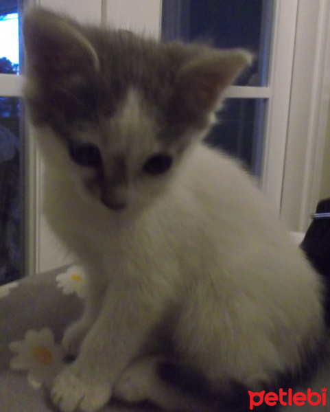 Tekir Kedi, Kedi  şeker fotoğrafı