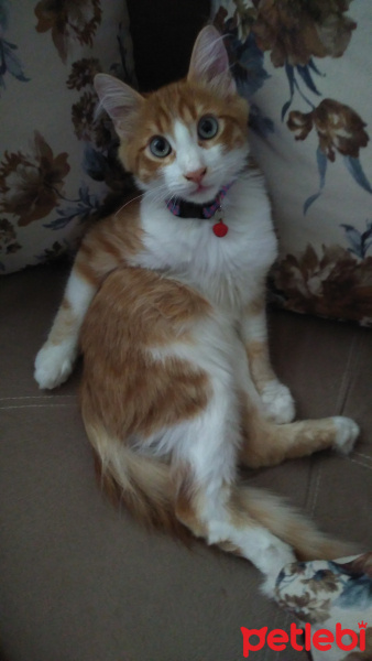 Tekir Kedi, Kedi  Tarçın  fotoğrafı