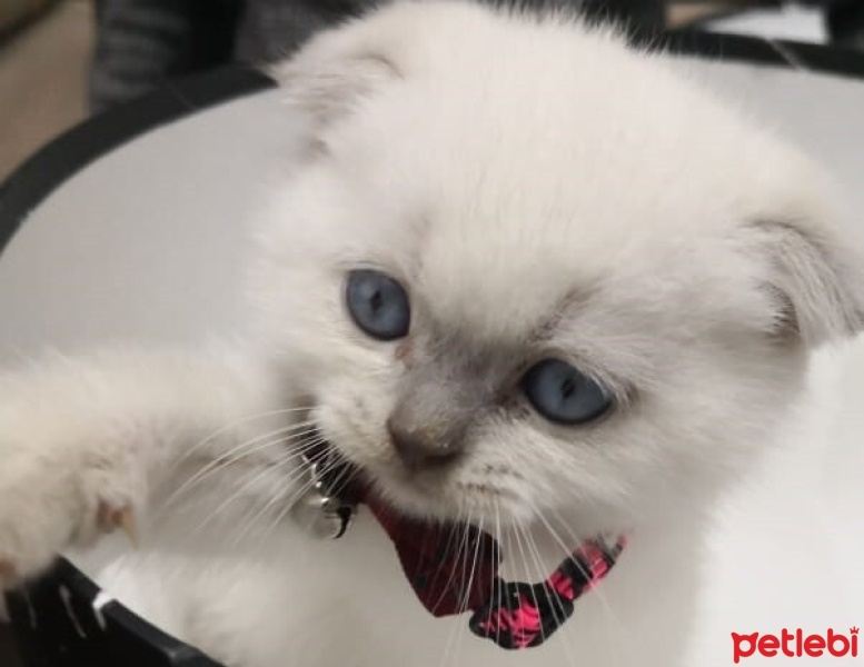 Scottish Fold, Kedi  köpük fotoğrafı