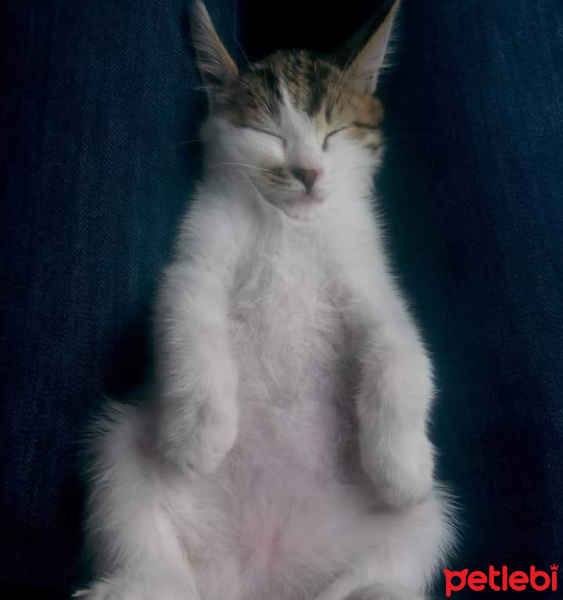 Tekir Kedi, Kedi  Venüs fotoğrafı