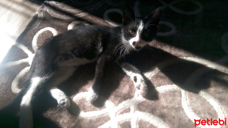 Tuxedo (Smokin) Kedi, Kedi  Minnoş fotoğrafı