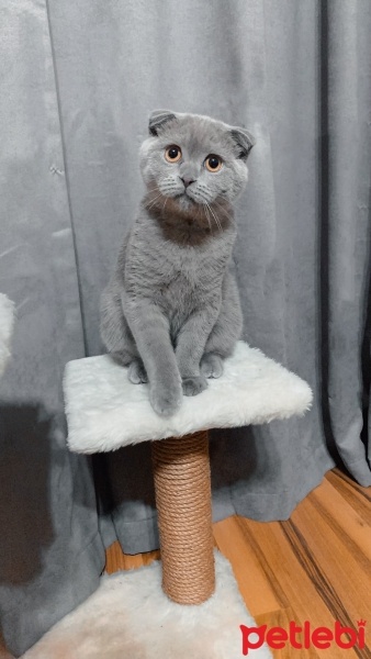 Scottish Fold, Kedi Barny fotoğrafı