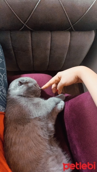 Scottish Fold, Kedi Barny fotoğrafı