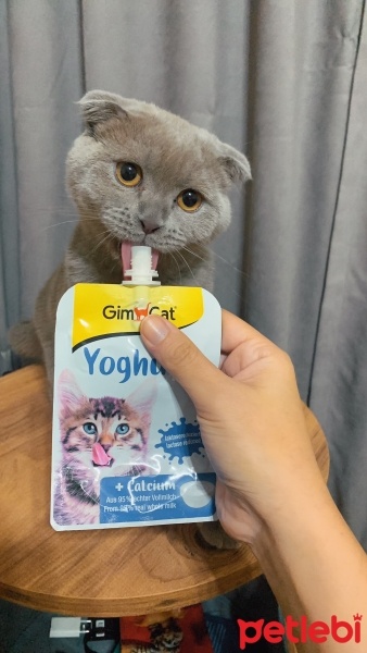 Scottish Fold, Kedi Barny fotoğrafı