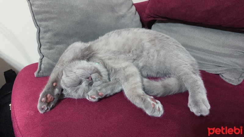 Scottish Fold, Kedi Barny fotoğrafı