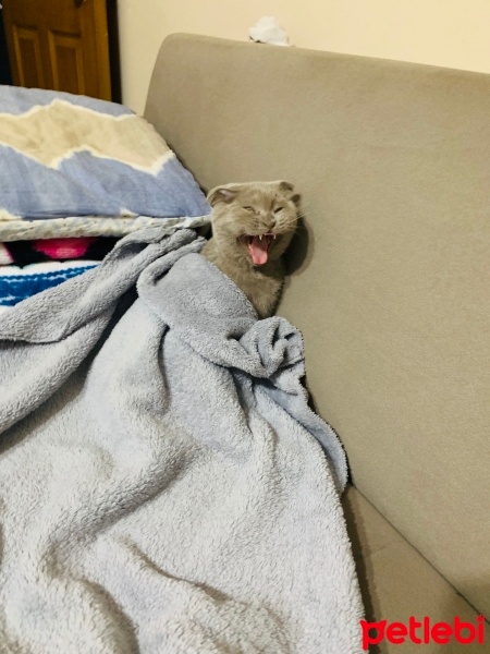 Scottish Fold, Kedi Barny fotoğrafı