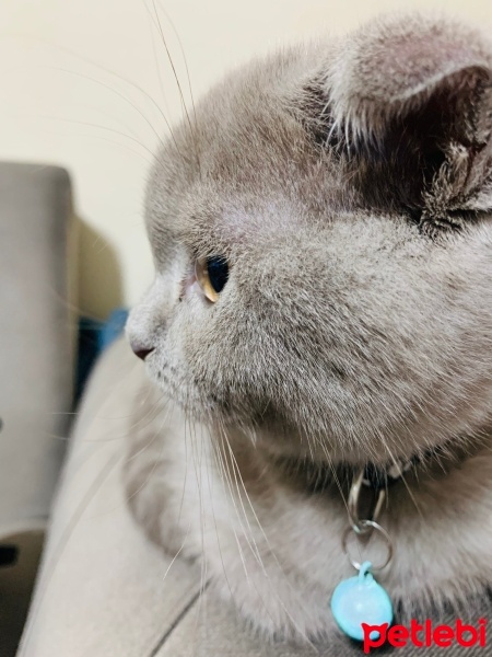 Scottish Fold, Kedi Barny fotoğrafı