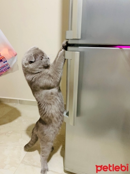 Scottish Fold, Kedi Barny fotoğrafı