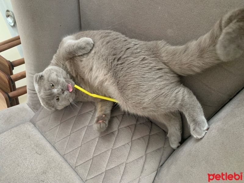 Scottish Fold, Kedi Barny fotoğrafı