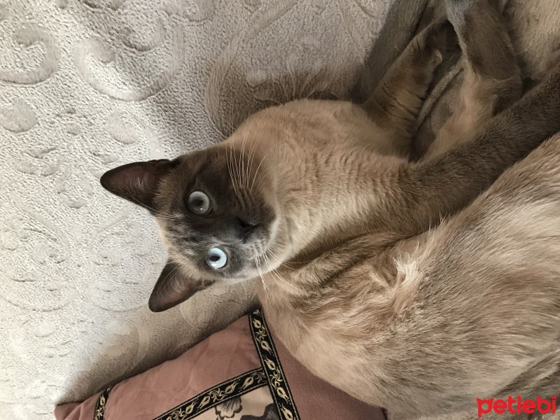 Siyam Kedisi, Kedi Minnak fotoğrafı