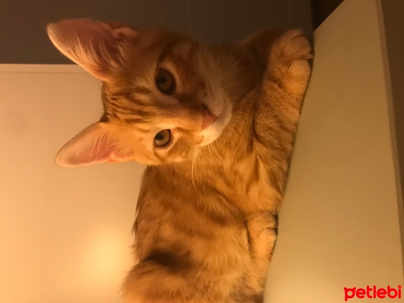 Sarman, Kedi  Lucky fotoğrafı