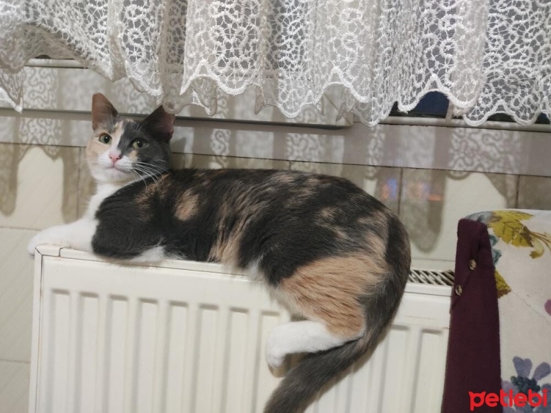 Tekir Kedi, Kedi Yulaf fotoğrafı