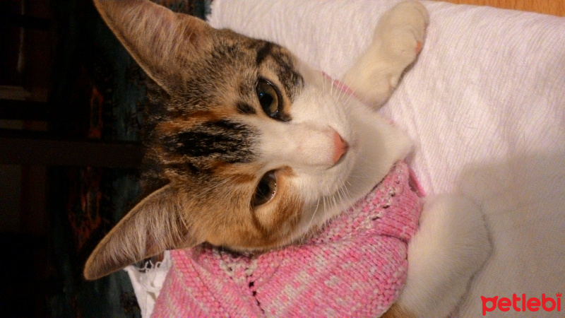 Tekir Kedi, Kedi  Minnoş fotoğrafı