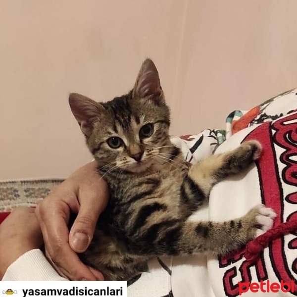 Tekir Kedi, Kedi Minnak fotoğrafı