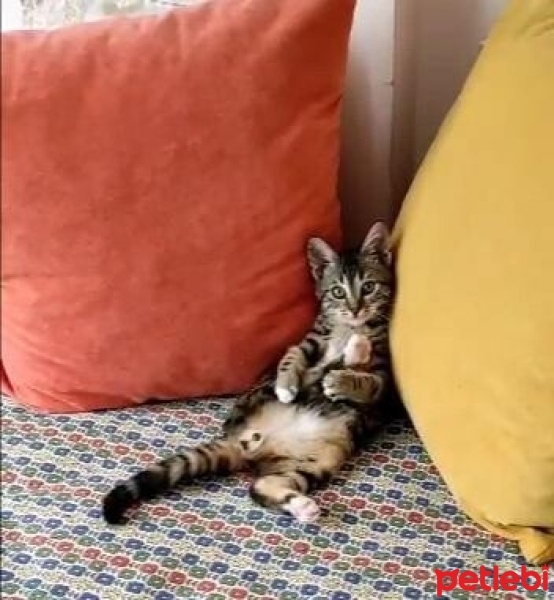 Tekir Kedi, Kedi Minnak fotoğrafı