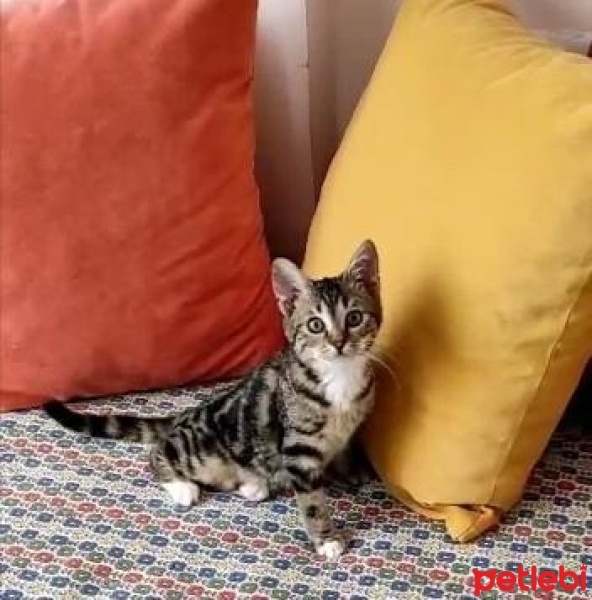 Tekir Kedi, Kedi Minnak fotoğrafı