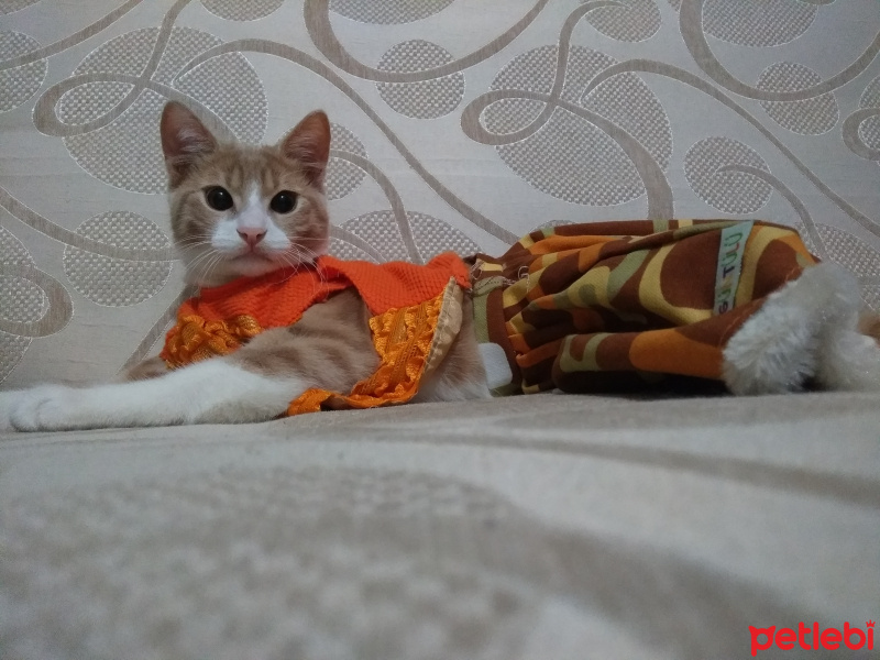 Tekir Kedi, Kedi  Venüs fotoğrafı