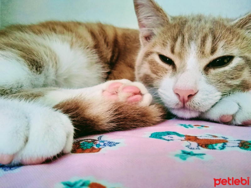 Tekir Kedi, Kedi  Venüs fotoğrafı