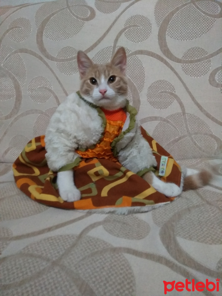 Tekir Kedi, Kedi  Venüs fotoğrafı