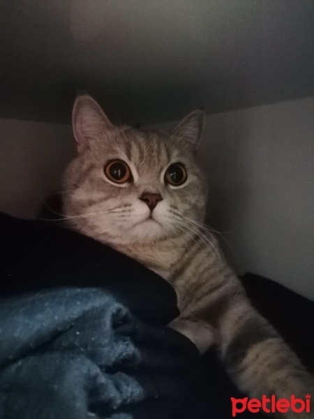 British Shorthair, Kedi oscar fotoğrafı