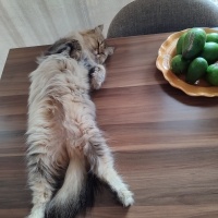 British Longhair, Kedi Mathilda fotoğrafı