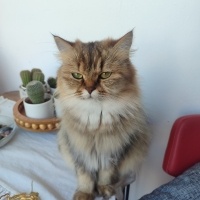 British Longhair, Kedi Mathilda fotoğrafı