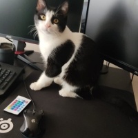 Soke, Kedi  Tospik fotoğrafı