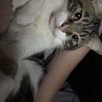 Tekir Kedi, Kedi Ginger fotoğrafı