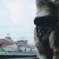 Tekir Kedi, Kedi  Venüs fotoğrafı