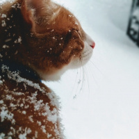 Tekir Kedi, Kedi  Venüs fotoğrafı