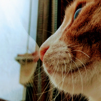 Tekir Kedi, Kedi  Venüs fotoğrafı