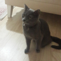 Mavi Rus, Kedi  Fıstık fotoğrafı