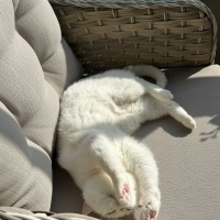 British Shorthair, Kedi Karya fotoğrafı