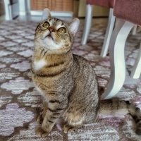 Scottish Fold, Kedi  Yumak fotoğrafı