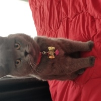 British Shorthair, Kedi  Asya fotoğrafı