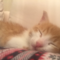 Tekir Kedi, Kedi  Tarçın fotoğrafı