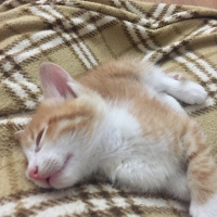 Tekir Kedi, Kedi  Tarçın fotoğrafı