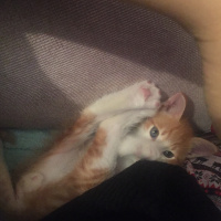 Tekir Kedi, Kedi  Tarçın fotoğrafı