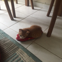 Tekir Kedi, Kedi  Tarçın fotoğrafı