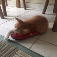 Tekir Kedi, Kedi  Tarçın fotoğrafı