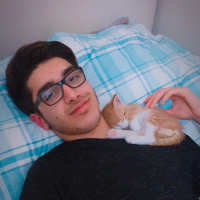 Tekir Kedi, Kedi  Tarçın fotoğrafı