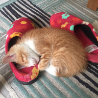 Tekir Kedi, Kedi  Tarçın fotoğrafı