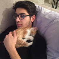 Tekir Kedi, Kedi  Tarçın fotoğrafı