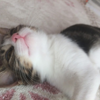 Tekir Kedi, Kedi Deniz fotoğrafı