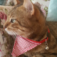 Tekir Kedi, Kedi merk fotoğrafı