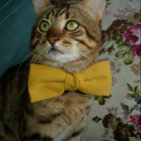 Tekir Kedi, Kedi merk fotoğrafı