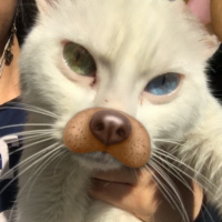 Van Kedisi, Kedi Gandalf fotoğrafı