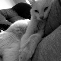 Van Kedisi, Kedi Gandalf fotoğrafı