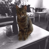 Tekir Kedi, Kedi rifi fotoğrafı