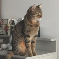 Tekir Kedi, Kedi rifi fotoğrafı